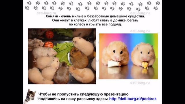 Домашние питомцы - детская презентация смотреть онлайн