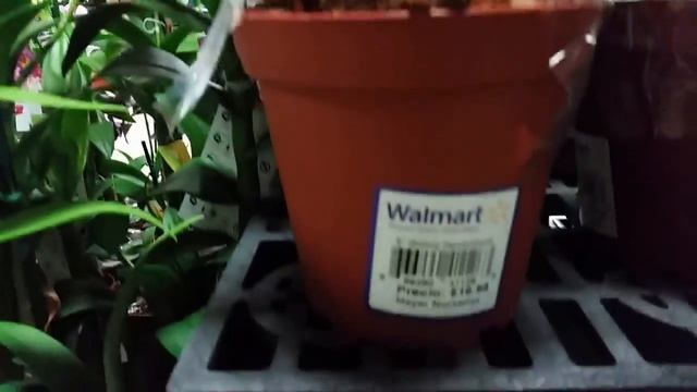 Обзор орхидей в магазине Walmart в Пуэрто-рико, США / Walmart orchids in Puerto Rico, USA смотреть онлайн