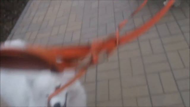 16 01 17на поводках смотреть онлайн