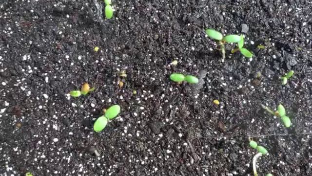 Jean-Luc HERVÉ germination 1erMvt смотреть онлайн