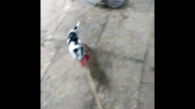 Greyhound dog, puppy training (Shikari dog) смотреть онлайн