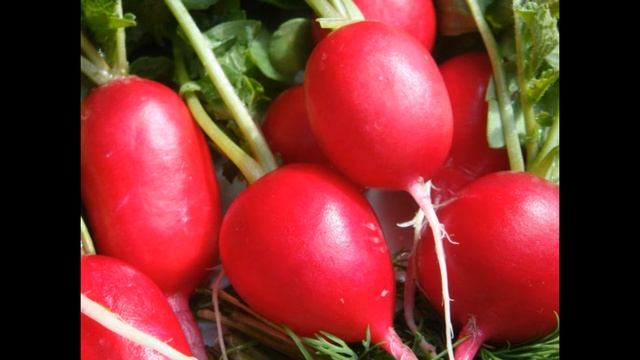 Обзор сорта редиса "Чемпион" (характеристики, свойства, фото) смотреть онлайн