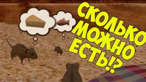 СИМУЛЯТОР маленькой МЫШИ голодный МЫШОНОК и важная находка Ухаживаю за питомцем #8