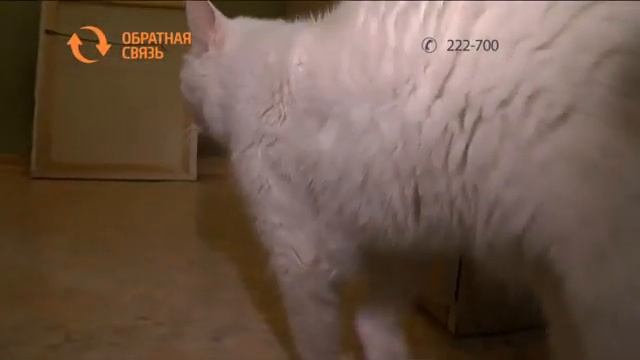 Как отказаться от централизованного отопления в квартире многоэтажки? смотреть онлайн