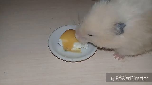 Как сделать пирог для хомяка?// Семечка смотреть онлайн