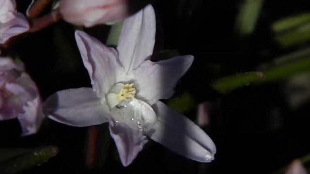 Хионодокса_2 16_03_2020 смотреть онлайн