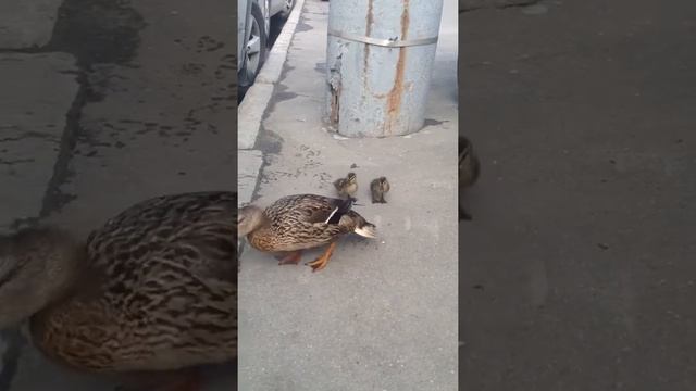 Утка с утятами в центре Москвы. Часть 1 смотреть онлайн