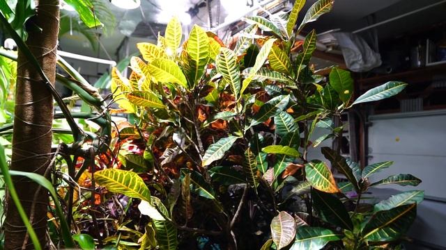 Leaf Drop On Crotons & Other Houseplants || Croton | Ficus | Hibiscus Etc