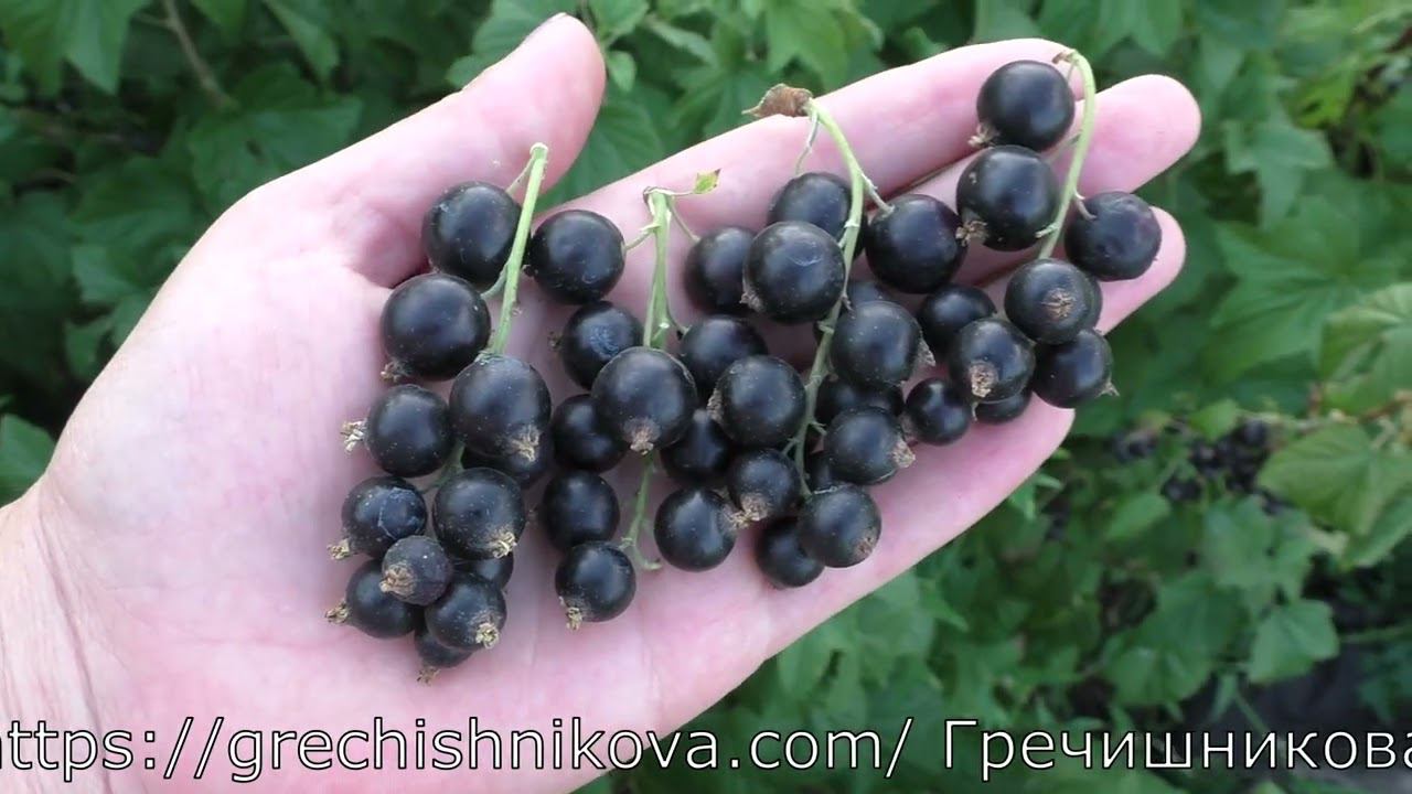 ГАММА сорт черной смородины смотреть онлайн