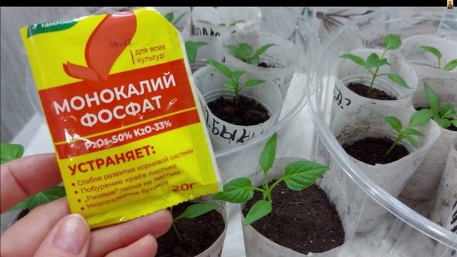 ✍?Уход за рассадой перцев. Первая подкормка смотреть онлайн