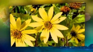 Френк Дюваль. прикоснись к моей душе