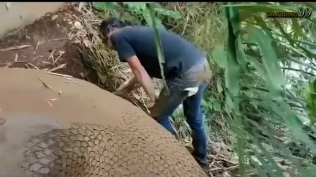 Giant python replica смотреть онлайн