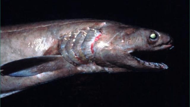 Rare Prehistoric Living Fossil Frilled Shark смотреть онлайн