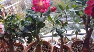 Адениумы.  Зимнее содержание, полив