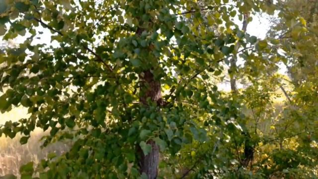 Участники фестиваля сельских подворий Фролово Жито из п Центральный Володарского смотреть онлайн