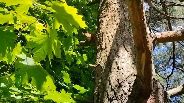 Белка возмущается 🐿️ смотреть онлайн