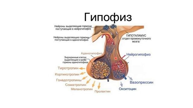 Гипофиз анатомиясы және гистологиясы смотреть онлайн