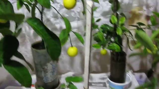 Дарвин и его теория эволюции - мутация цитрусовых .Видео №3.Урожай.