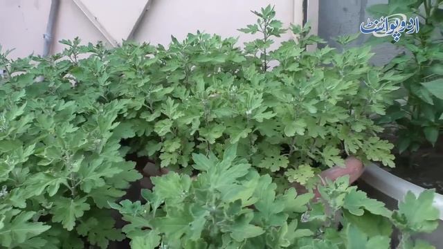 This Gardener Has Turned The Roof Of His Small House Into A Beautiful Garden смотреть онлайн