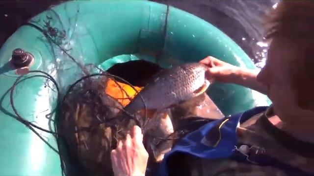 АРКТИЧЕСКАЯ ПЛОТВА ВЕСОМ ОДИН КИЛОГРАММ СПОЙМАНА В ГЛУХОМ ОЗЕРЕ КАРЕЛИИ смотреть онлайн