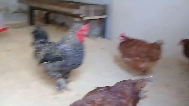 делаем курятник смотреть онлайн