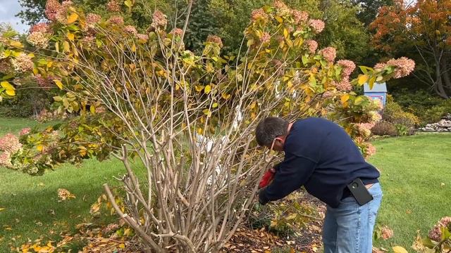 How to Trim a Huge Limelight Hydrangea смотреть онлайн
