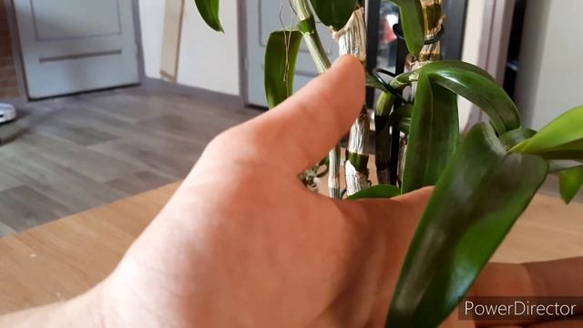 Repotting Update; Dendrobium nobile & rhodostictum, Dendrobium orchid care смотреть онлайн