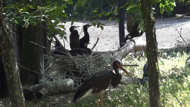 ✅Phalacrocorax carbo?Баклан большой смотреть онлайн