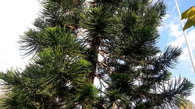 АЛАНЬЯ В ЯНВАРЕ! ТУРЦИЯ / НЕВЕРОЯТНАЯ ПРИРОДА! смотреть онлайн