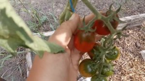 Самые ранние сорта томатов открытого грунта. Центрально-Черноземный регион.