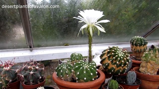 Echinopsis Subdenudata Cactus Plant In Beautiful Flower