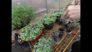 БУДРА ПЛЮЩЕВИДНАЯ ! ГОТОВЛЮ К ЗИМОВКЕ. ОБРЕЗАЮ МАТОЧНИКИ.УКОРЕНЯЮ ЧЕРЕНКИ ДЛЯ РАЗМНОЖЕНИЯ .