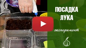 НЕ ПОКУПАЙТЕ ЛУК СЕВОК ВЫРАЩИВАЙТЕ ЕГО ИЗ СЕМЯН✔️ смотреть онлайн