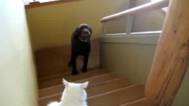 Кот запугал пса смотреть онлайн