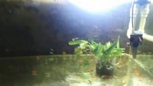 Плавниковая гниль, как я лечу.