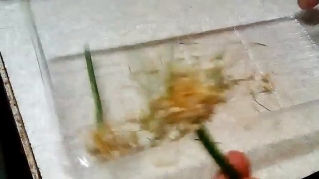 РАЗМНОЖЕНИЕ ЛУКА ПОРЕЯ смотреть онлайн