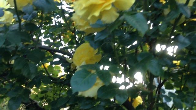 ЖЁЛТЫЕ РОЗЫ ВЬЮЩИЕСЯ. НЕИМОВЕРНАЯ КРАСОТА!