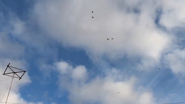 Таджикские голуби , моё приобретение на ярмарке. смотреть онлайн