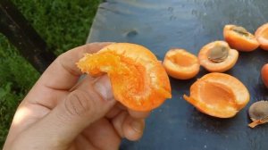 Абрикос Харогем на півночі України