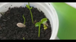 Комнатные растения. Мандарин растёт из косточки.Через какое время проросли косточки мандарина.