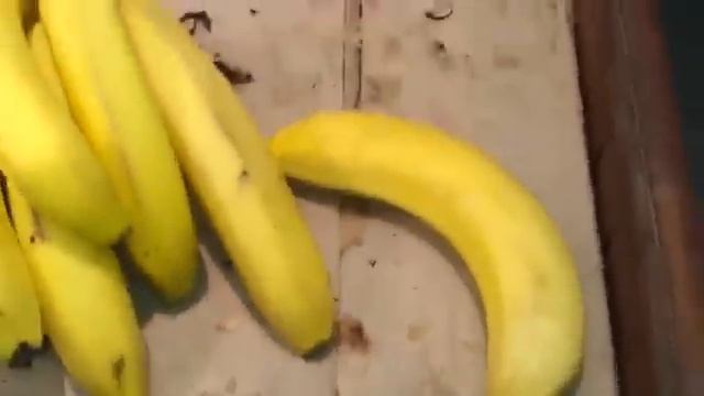 В Челнах рядом с бананами бегают тараканы смотреть онлайн