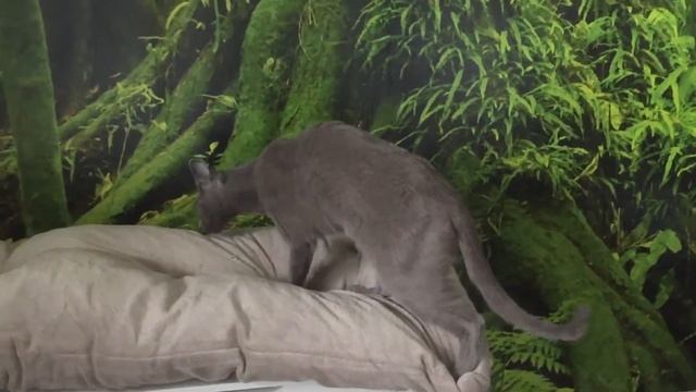 Russian Blue Cats couple смотреть онлайн