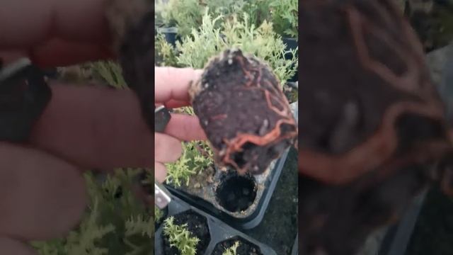 Шаровидная туя западная Тедди укоренные черененки от производителя оптом. смотреть онлайн