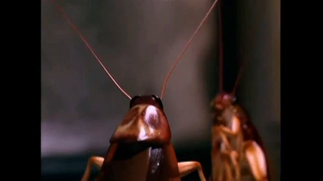 Cockroaches Singing And Dancing.