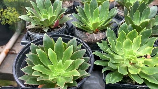 SORTEIO das sementes da LEWISIA Cotyledon participe e diga, eu quero смотреть онлайн