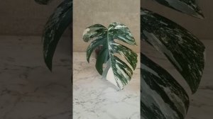 Монстера Альба. Сколько ждать роста от черенка?