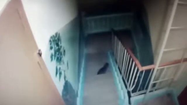 Котяра гадит в подъезде смотреть онлайн