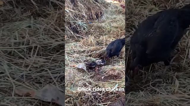 Chicken riders Chicken Village life #village смотреть онлайн