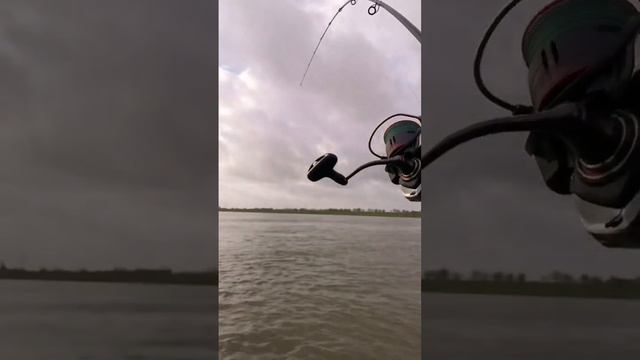 Zanderangeln am Rhein Livebiss auf Handmade Gummifisch Angeln mit der Spinnrute auf Raubfisch смотреть онлайн