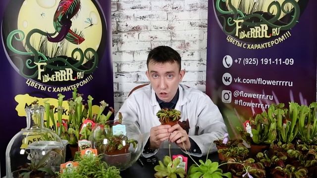 Содержание хищных растений и понимание климата смотреть онлайн